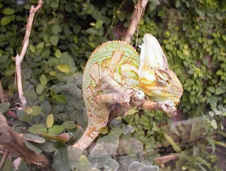 Le caméléon...